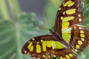 butterfly on a flower