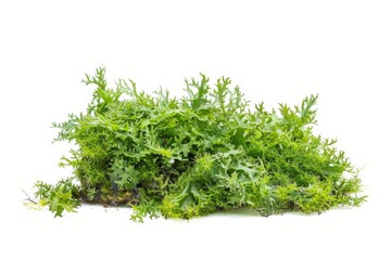 Fototapeta premium Cluster of green moss and lichen on a white background. Detailed macro photography. Botanical illustration for design and print. Generative AI