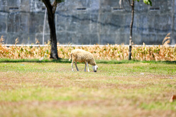 White goat with horns, looking directly, with green grass in the background. Wildlife, animals. sheep photos suitable for eid al adha background