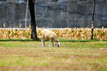 White goat with horns, looking directly, with green grass in the background. Wildlife, animals. sheep photos suitable for eid al adha background
