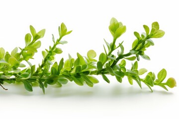 Obraz premium Close-up of fresh green leafy plant on a white background. Nature macro photography. Botanical and greenery concept. Generative AI