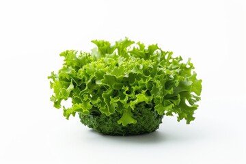 Obraz premium Close-up of fresh green lettuce on a white background. Nature macro photography. Botanical and culinary concept. Generative AI