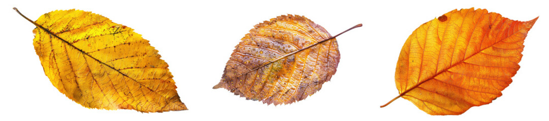 autumnal leaves isolated on white or transparent png
