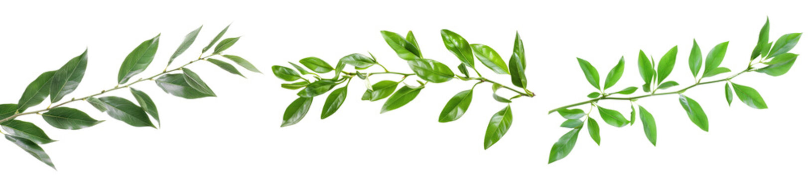 set of green twig isolated on white or transparent png