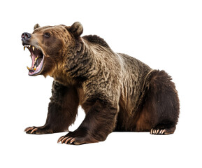 Fototapeta premium Roaring Grizzly Bear