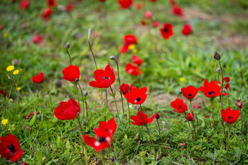 Red anemones (kalaniot) blooming in the fields of southern Israel, symbolizing the country and commemorating Israeli military hostages. Concept of nature, symbolism, and Israeli culture.