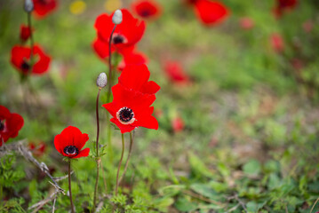 Red anemones (kalaniot) blooming in the fields of southern Israel, symbolizing the country and commemorating Israeli military hostages. Concept of nature, symbolism, and Israeli culture.