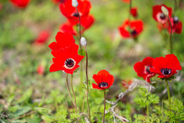Red anemones (kalaniot) blooming in the fields of southern Israel, symbolizing the country and commemorating Israeli military hostages. Concept of nature, symbolism, and Israeli culture.