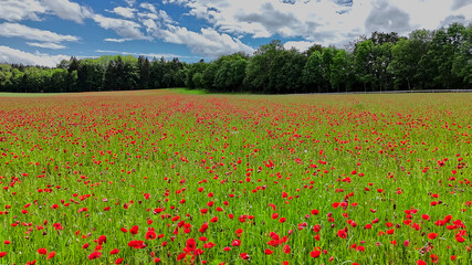 Field of windflowers , the forest and the blue cloudy sky