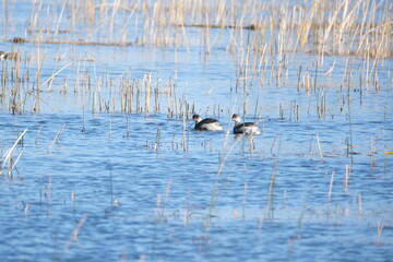 black necked grebe