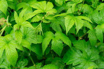 green palmate leaves background