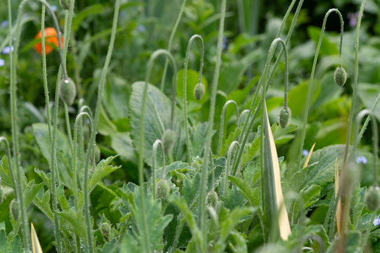 multitude of poppy buds exhibiting geniculate growth, each bud gently bent and poised to unfurl into vibrant blooms