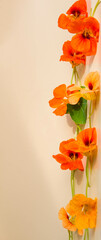 Flowers nasturtium on a beige pastel background. Orange, yellow, green floral background. Minimalism.