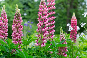 decorative lupines (Lupinus polyphyllus) in showy blossom in a rainy garden