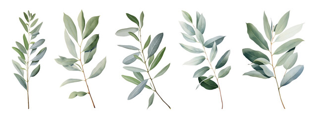 Naklejka premium Eucalyptus leaf plant illustration png cut out element set