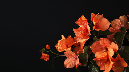 Orange flower bougainvillea on black background copy space