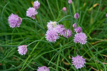 chive flowers in spring