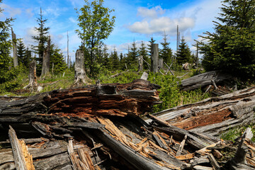 Waldschäden im Böhmerwald