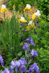 rain falls on garden irises in spring © eugen