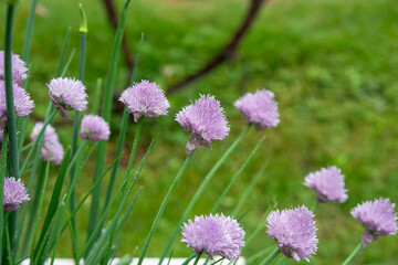 pink chive flowers on a rainy day in spring