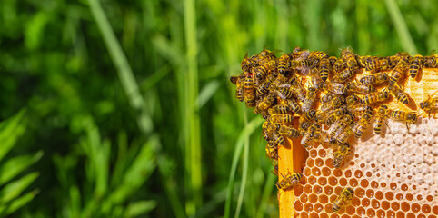 Bee on honeycombs with honey nectar into cells. Beekeeping, wholesome food for health