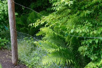 wooden post with trellis wires, ferns, and shrubs in the rain
