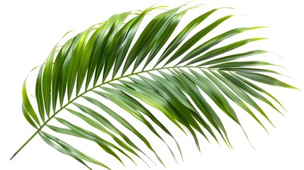 Obraz premium Lush Tropical Palm Frond Elegance on Pristine White Background
