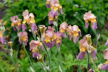 irises with rain drops in spring © eugen