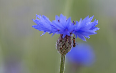 Isolated blue cornflower (centaurea cyanus) with ant, background, close-up