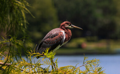 The green heron (Butorides virescens).