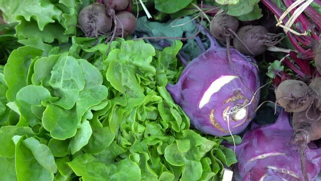Close up of fresh lettuce, beetroots and turnips together on a surface