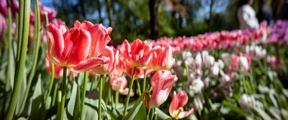 Pink flower bouquet growing in largest tulip garden in the world with grass field and trees out of focus in the background
