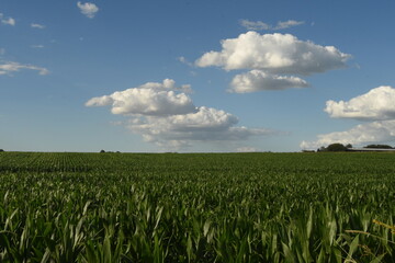 Paisaje de campo y nubes esponjosas