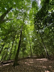 footpath in the forest