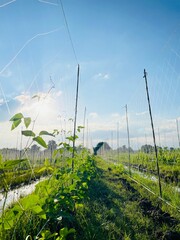 Obraz premium long bean farm