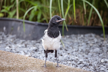 A magpie chick stands on the ground and looks toward the camera lens.