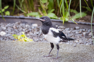 A magpie chick stands on the ground and looks toward the camera lens.
