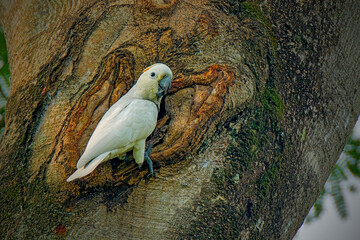 Yellow-crested cockatoo © Riadi