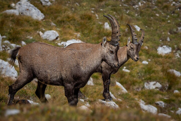 Pair of Ibex in the Dolomite mountains during summer - Animals and wildlife of the Dolomiti National Park in north Italy