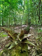 forest in spring