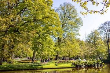 Colorful lovely forest enlightened by sunlight in largest flower garden of the world Keukenhof with vibrant tulip flowers in yellow and pink