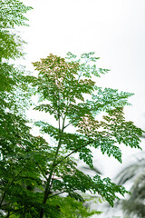 Moringa tree with cloudy sky background
