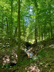 stream in the forest