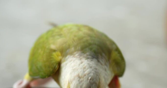Cinnamon green-cheeked conure or parakeet (Pyrrhura molinae) close up. One of the most popular species of companion parrot. High definition shot at 4K, Slow motion video footage.