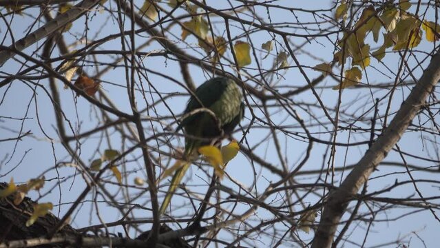 Wintering parrots in park. Iran
