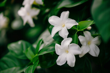 Fragrant flowers of the crepe jasmine plant close-up