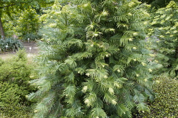 Wollemia (Wollemia nobilis) is a genus of coniferous trees in the family Araucariaceae, endemic to Australia. Botanical Garden, Brunsvick, Germany.