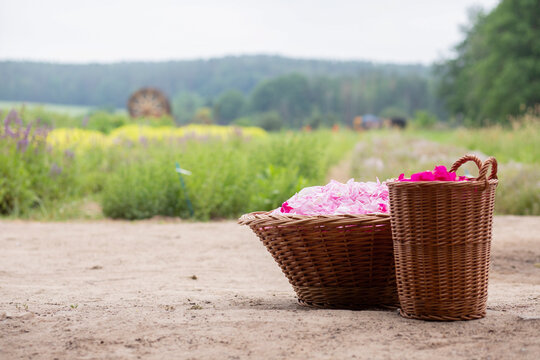 Basket of freshly picked flowers on a farm
