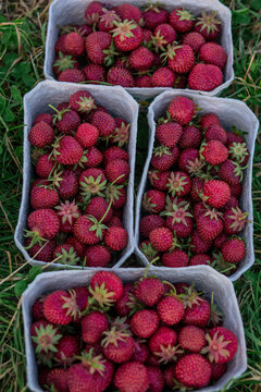 Freshly Picked Strawberries in Cartons on Farm Grass