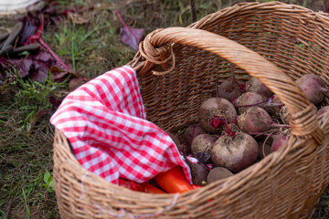 Freshly harvested vegetables in a rustic wicker basket